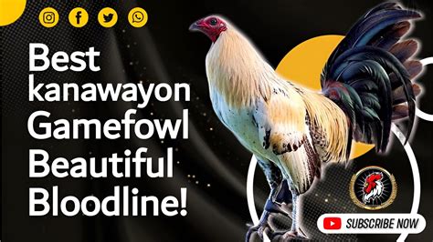 gamefowl bloodlines in the philippines